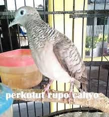 Maybe you would like to learn more about one of these? Jenis Burung Perkutut Dan Gambarnya Lengkap Dengan Katuranggannya Perkututpedia Referensi Kung Mania