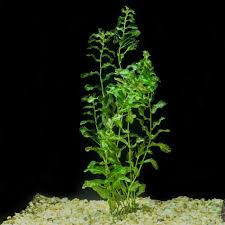 Image result for Potamogeton crispus