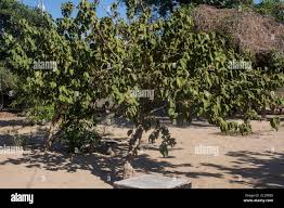 Image result for Vangueria esculenta