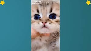 Tiktok Cat Tik Tok Funny Cat Cute Cat Videos Compilation 2019 Ador Cutecat Funnycat Adorablecat Kittens Cute Cat Gif Cat Gif Funny Cat Jokes