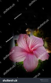 Image result for Hibiscus aponeurus
