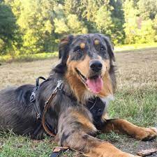 The australian shepherd has its origin in europe in the pyrenese mountains; Shepherd Retriever Mix Online