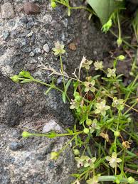 Image result for Sagina abyssinica