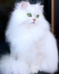 Deu Branco Cantadasdogato Gateirosdobrasil Amogatoss Cats Of Instagram Cats Of World Catsoﬁnstag Sevimli Hayvan Yavrulari Cute Kittens Guzel Kediler