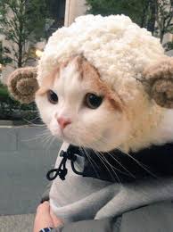 Kedicik Kuzu Kuzu Kedicik Kuzu Kedicik Kuzu Cute Baby Animals Cute Animals Baby Animals