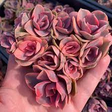 pin on succulent plants