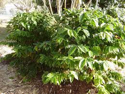 Image result for Psychotria vogeliana