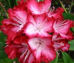 Rododendro Rhododendron Beautiful Flowers Flowers Nature