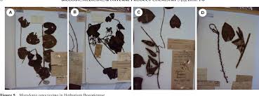 Image result for Marsdenia angolensis