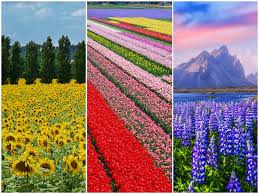 Beautiful white flowers edged in bright green, blooming when. 18 Stunning Photos Of Flower Fields In Bloom Around The World Business Insider