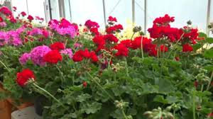 Mothers day flowers the villages florida. With Flowers In Short Supply Mother S Day Bouquets Are Pricier This Year Cbs News