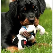 I m here with a new video about my rottweiler dog giving birth to 10 beautiful puppies. Cute Puppies Rottweiler Puppies Cute Dogs