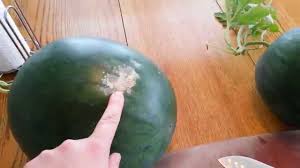 Johnny's seed company explains further to say that it should sound like punk rather than pink or pank when you flick it with your finger. How To Pick Sweet Watermelon Tarbooz Watermelon Benefits Health Tips In Urdu Hindi By Elective Vids
