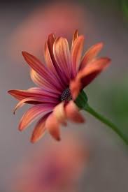 Pin By Fancy S Creations On Rose Flowers Photography Amazing Flowers Flower Pictures