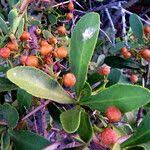 Image result for Gymnosporia buxifolia