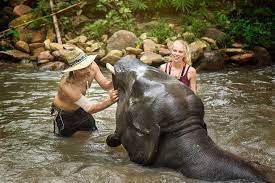 About Elephant Jungle Sanctuary Bathing With Our Elephants
