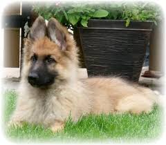 We'll safely and securely deliver your new pup while following all recommendations by the cdc. Silver Sable Gsd