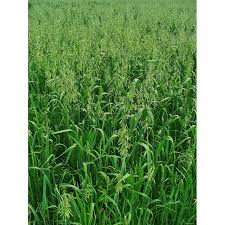 Image result for Avena sativa