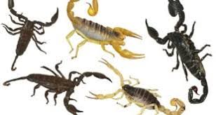 Cosa fare in caso di puntura di scorpione. Scorpione Giallo Comune Buthus Occitanus Animali Velenosi