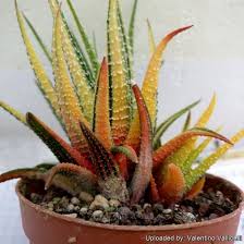 Image result for Obetia radula