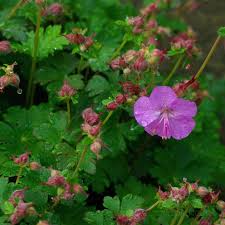 Image result for Geranium ocellatum