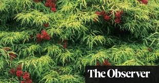 Maybe you would like to learn more about one of these? Elderflower Cordially Yours Gardening Advice The Guardian