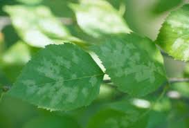 I wanted to talk about something i am seeing. Birch Leafminers Umn Extension
