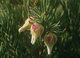 Image result for Schlechterina mitostemmatoides