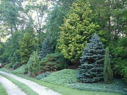Maybe you would like to learn more about one of these? Mixed Hedge Design For Pacific Northwest Google Search Evergreen Landscape Privacy Landscaping Evergreen Garden
