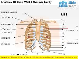 Anatomy is to physiology as geography is to history: Anatomy Of Chest Wall And Thoracic Cavity Medical Images For Power Po