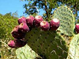 Mine bloomed within a few weeks of planting the cuttings i received at the wood county plant swap. Cactus Prickly Pear Cold Hardy Cactus Opuntia Humifusa Eastern Prickly Pear Cactus Perennial Bloom Where Youre Planted Prickly Pear Cactus Hardy Perennials