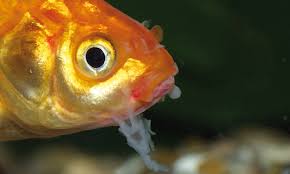 Bacterial fin rot & fungal fin rot. 1 Easy To Read Mouth Or Fin Rot Guide Honey Gourami