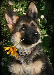 Pin By Petra Brackmann On German Shepherds German Shepherd Dogs Shepherd Dog Shepherd Puppies