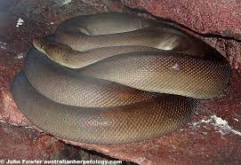 Olive Python Liasis Olivaceus Reptiles Of Australia Python Reptiles Olive