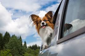 Pet transport with a top uk & international pet courier. Pbs Pet Travel Home Facebook