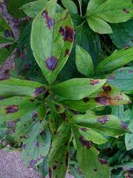 In case the plant is already infected, either the infected part of the. Peony Problems