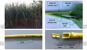 Image result for Arundo donax