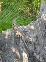 Image result for Erythroxylum platycladum