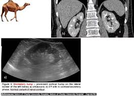 Dromedary camels occupy arid regions of the middle east through northern india and arid regions in africa, most notably, the sahara desert. Epos Trade