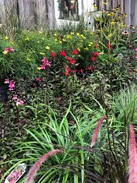 Image result for Lobelia fervens