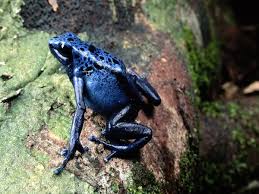 A tropical rainforest is a treasure trove of biodiversity and is absolutely bursting with life. Flora And Fauna Tropical Rainforest