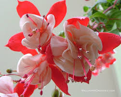 Flowers beautiful love flower pictures downloads love flower heart free download for cute lovely flowers love flower name love flower ring red love flowers single rose for love flower love flower. Lovely Flowers Wallpaper 247691 Fanpop Page 2