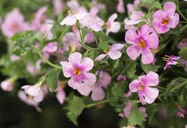 Image result for foto bacopa