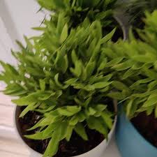 Image result for Pogonatherum paniceum