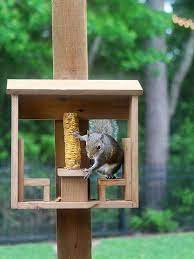 13 Diy Squirrel Feeder Ideas For Your Yard In 2021 Squirrel Feeder Squirrel Feeder