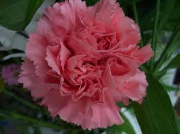 Ispirati a questo elenco di nomi dei fiori per trovare il nome del tuo bebè. Nomi E Immagini Di Fiori Di Primavera 35 Foto Pianetabambini It