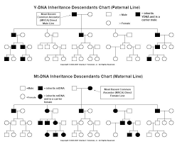 Y Dna And Mtdna Inheritance Descendant Charts Dna Genealogy Pedigree Chart Genealogy