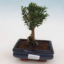 Bonsai trees and associated plants. E Bonsai Room Bonsai Buxus Harlandii Cork Boxwood