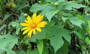 Daun insulin dikenal juga dengan nama daun yakon merupakan tanaman tahunan tradisional yang tumbuh di andes utara dan tengah dari kolumbia ke argentina utara. Panduan Lengkap Cara Budidaya Daun Insulin Yang Kaya Manfaat Bagi Pemula Faunadanflora Com