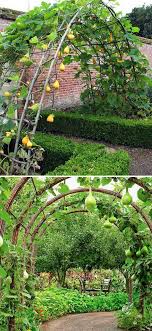 A large range of garden plant stakes, elegant metal plant supports and frames for supporting peas, beans, climbing plants, bushes and flowers. 19 Successful Ways To Building Diy Trellis For Veggies And Fruits Homedesigninspired